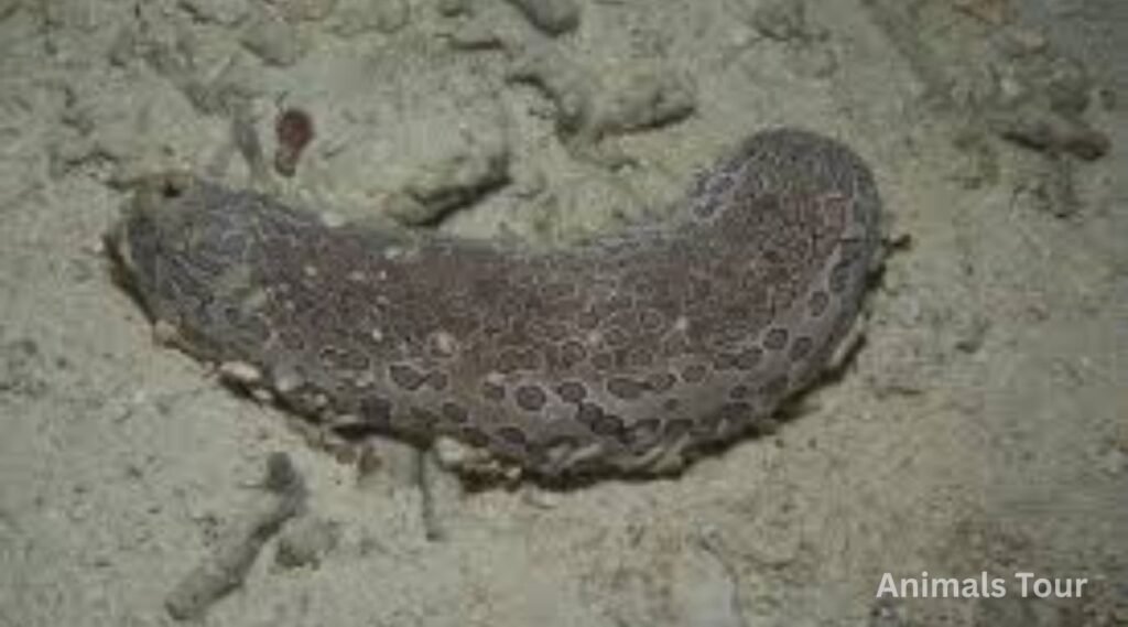 sea cucumber-weakest animals in the world