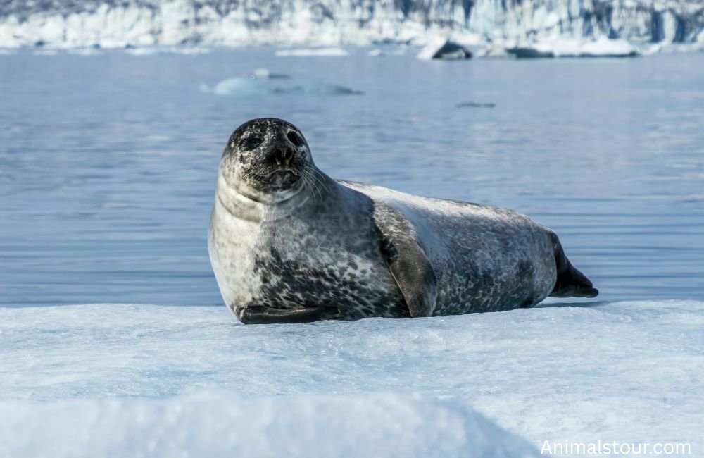 Animals with Whiskers
