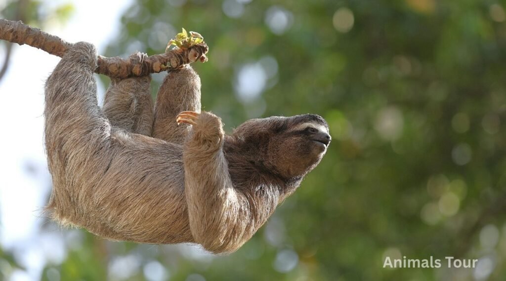 what is the weakest animal in the world? sloth
