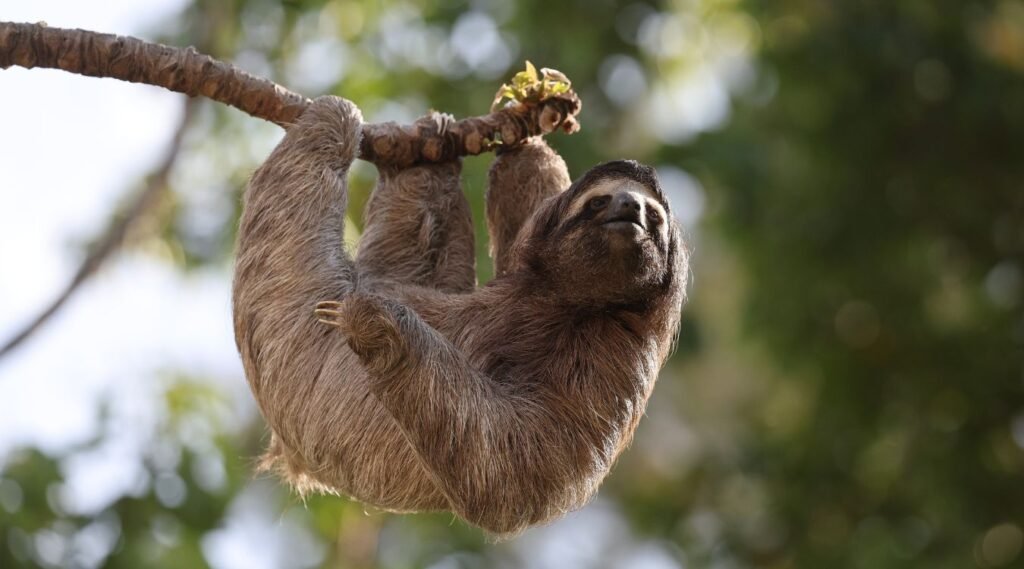 Sloth- most clumsy animals in the forest