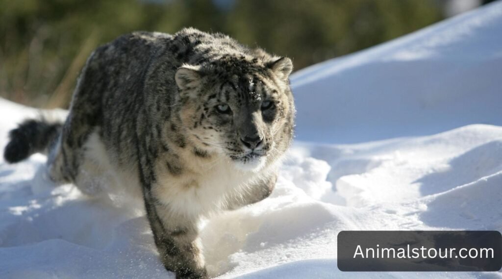 Snow Leopard