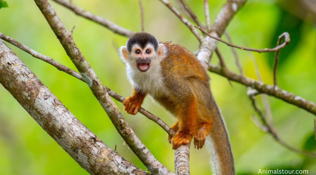Small Monkey Breeds
