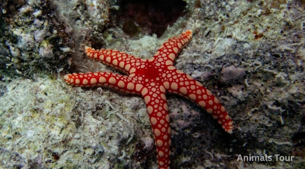 Starfish - weakest animals in the world