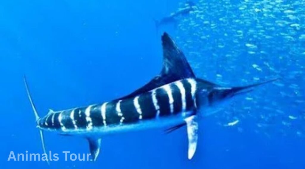 Striped Marlins among animals with stripes