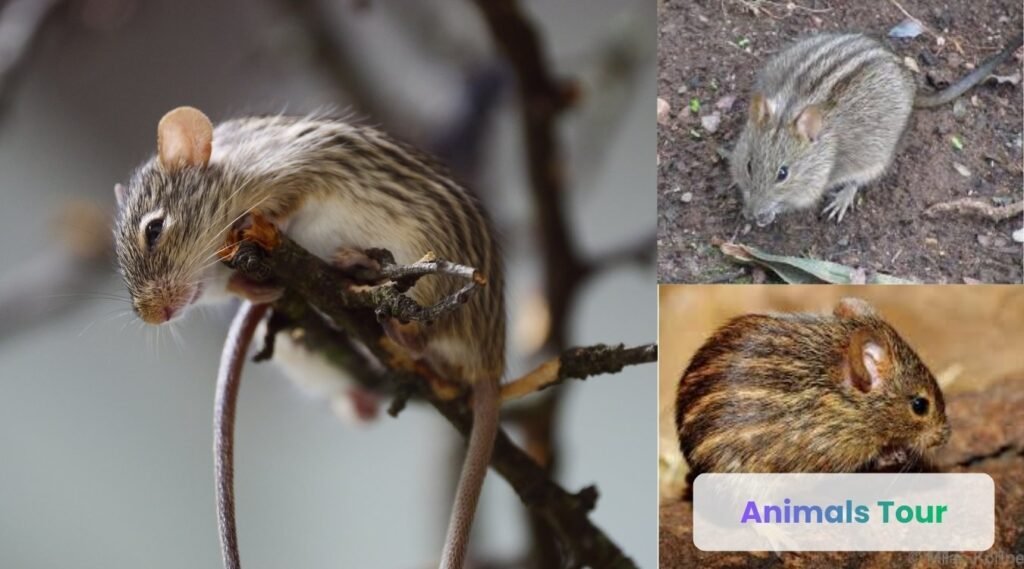 Striped mice