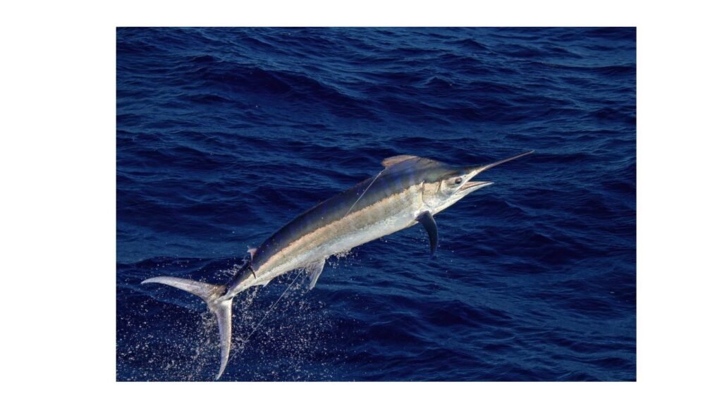 swordfish