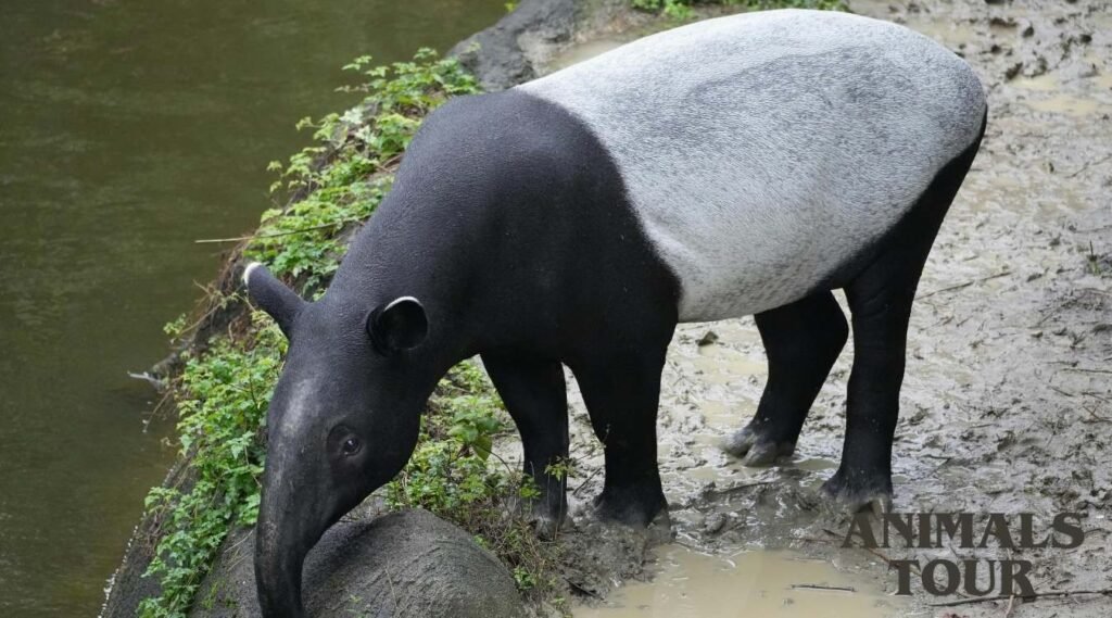 tapirs