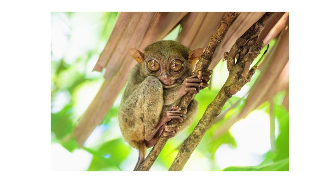 animals with big eyes