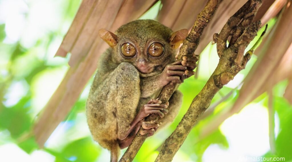 Tarsiers