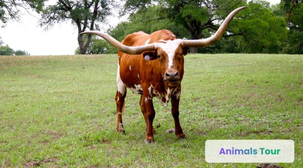 Texas Longhorn-Animals with long horns