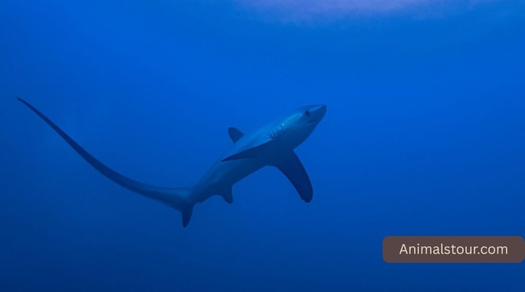 Thresher Shark