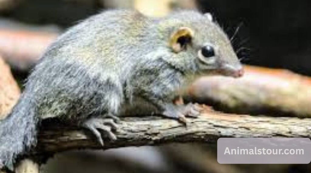 Treeshrew