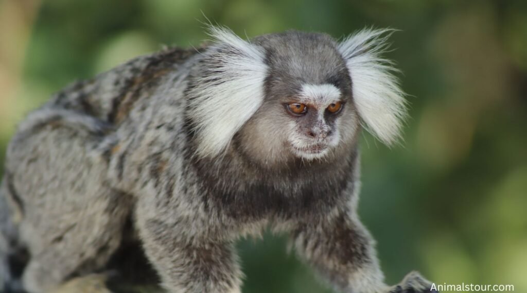 Small Monkey Breeds
