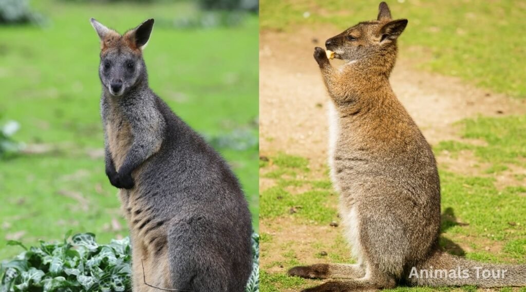 Wallaby