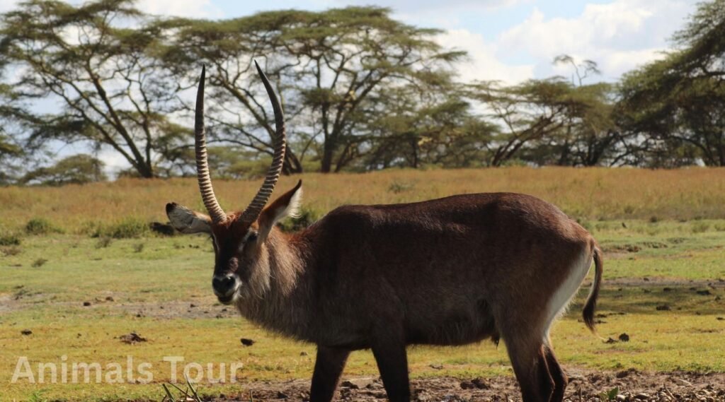 Waterbuck