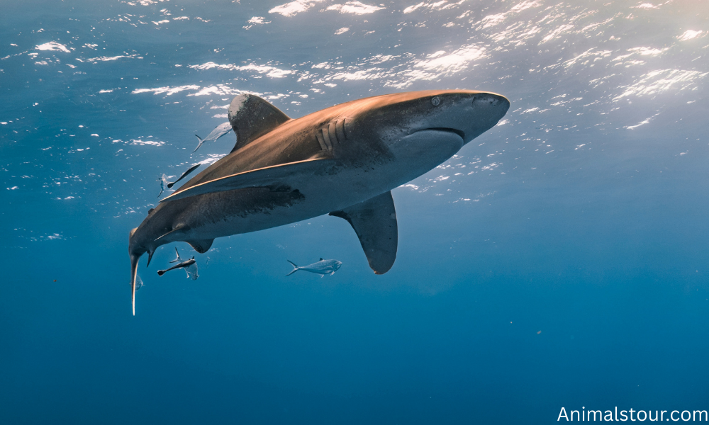Whale Shark