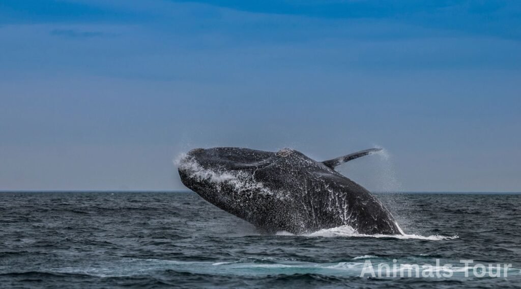 whales