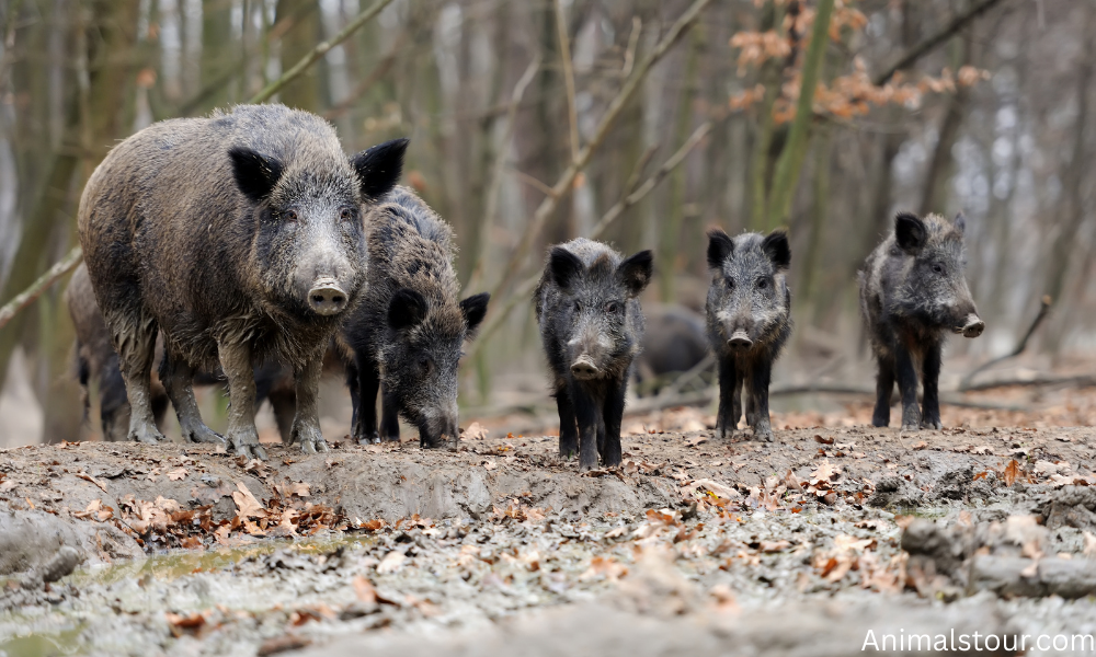 Wild Boar