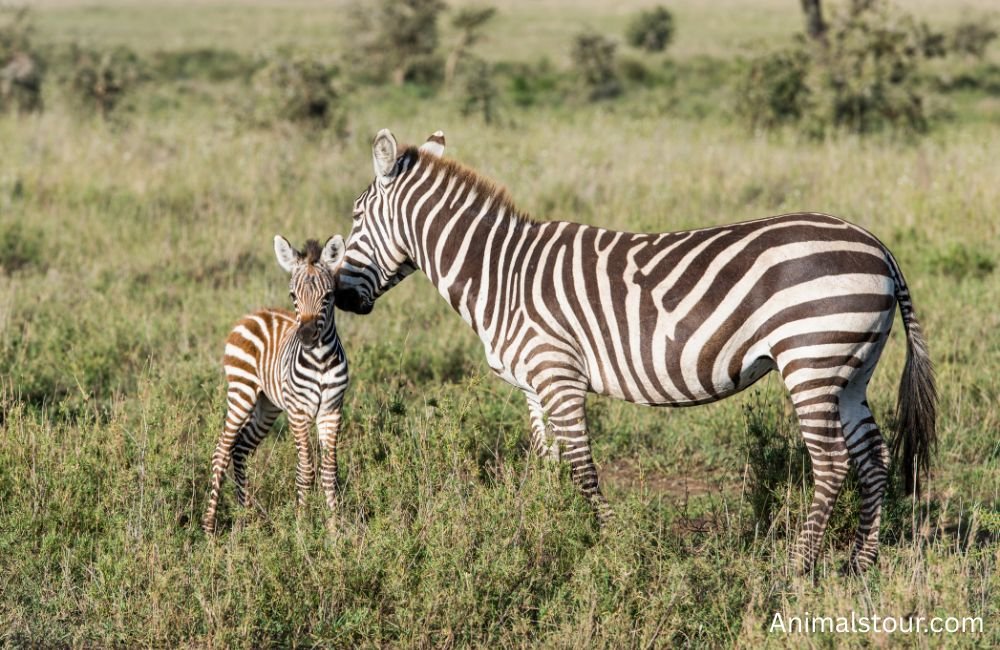 Animals that drink a lot of water