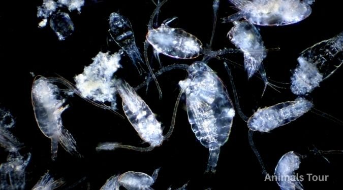 Zooplankton