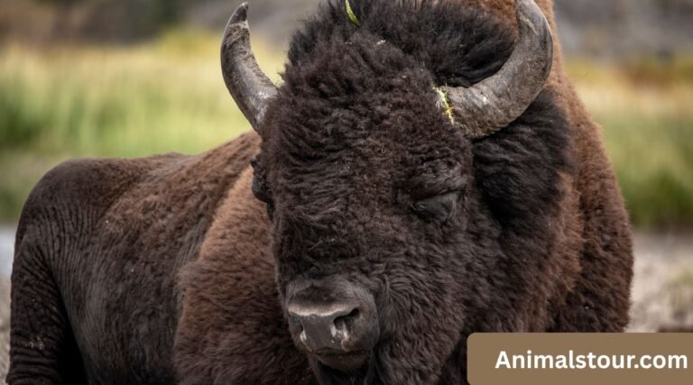 animals that live in prairies