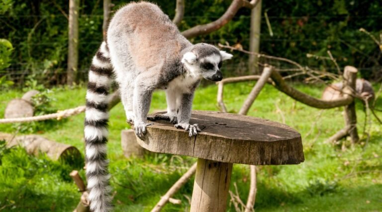 animals with long tail