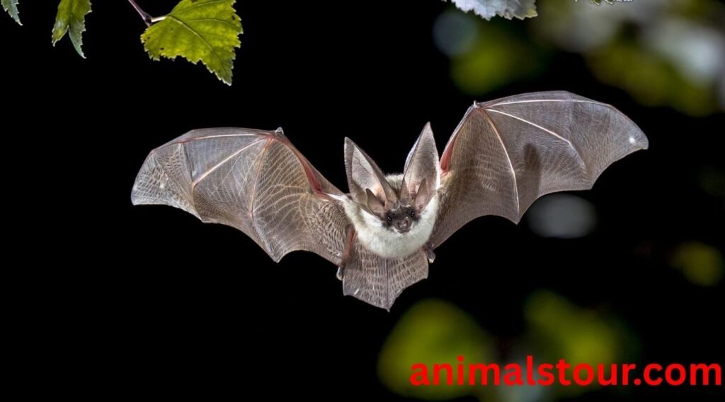 bats