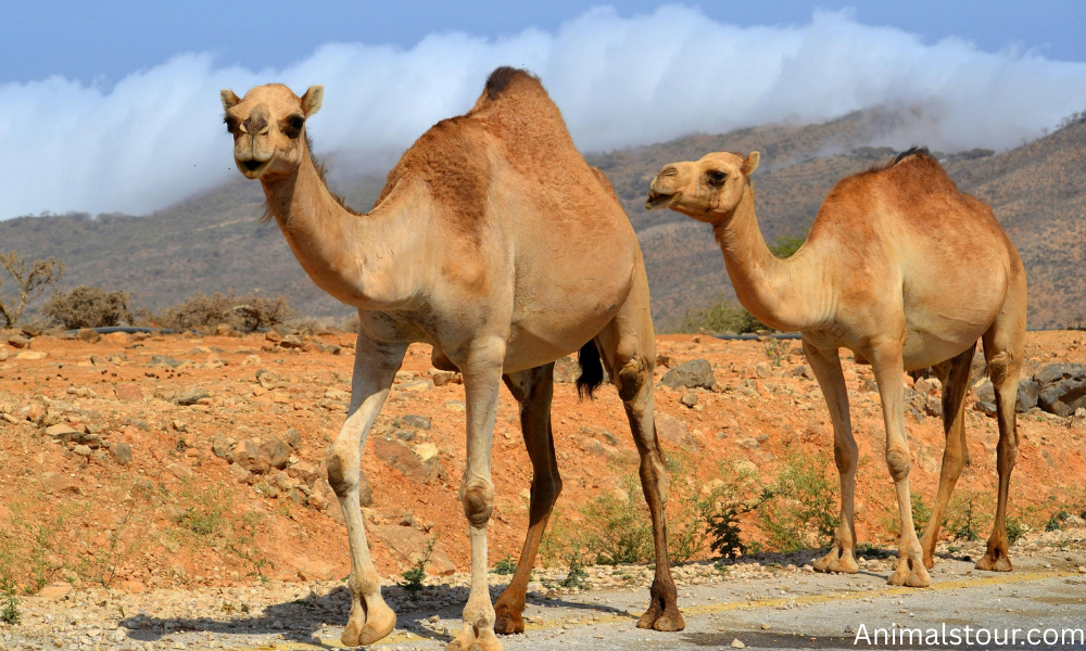 camel