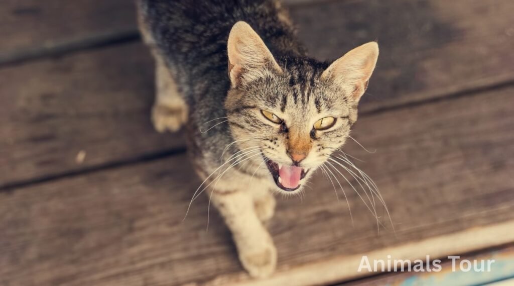 cat-animal which growls