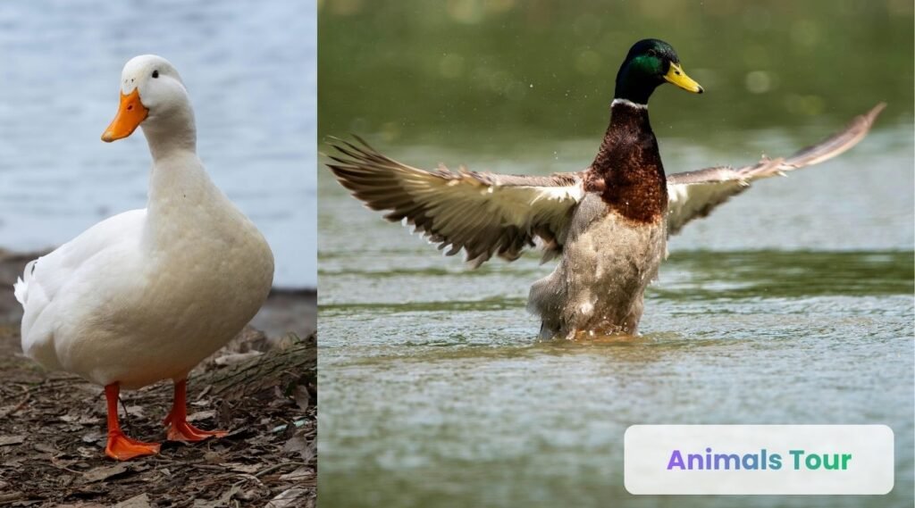 ducks
