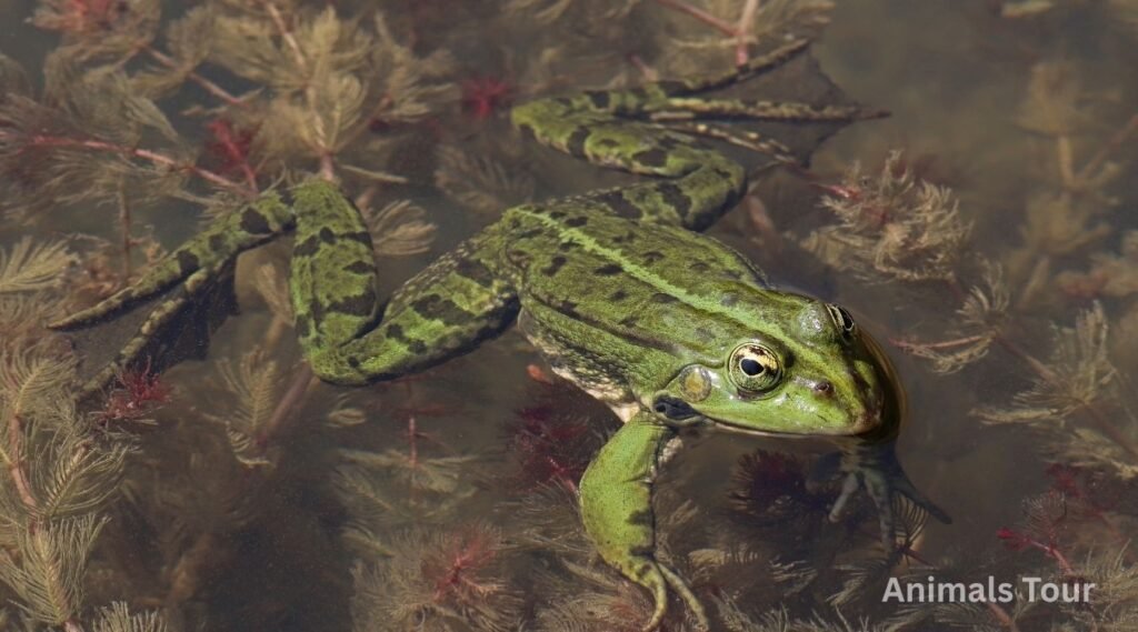 Frog