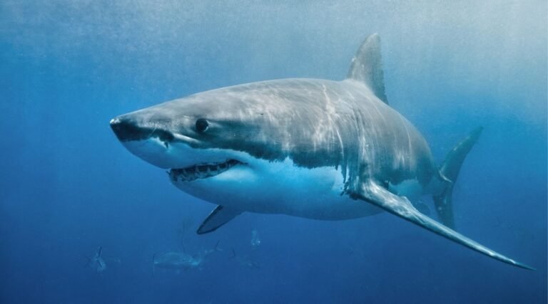 animals that eat a lot