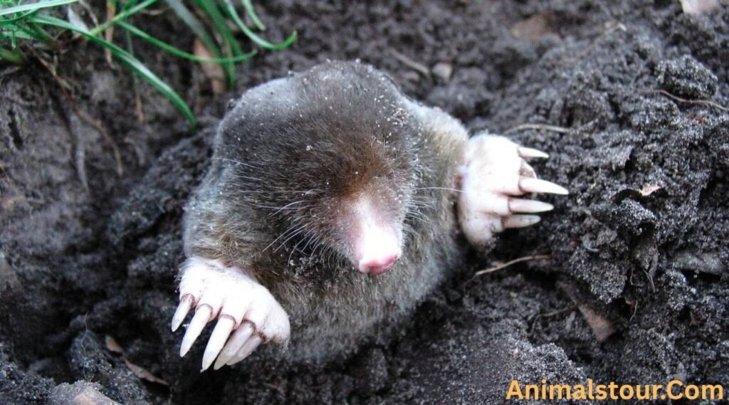 Star-Nosed mole
