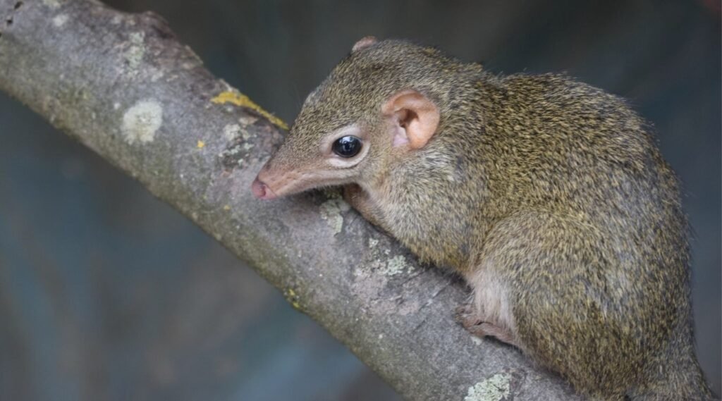 animals that eat a lot
