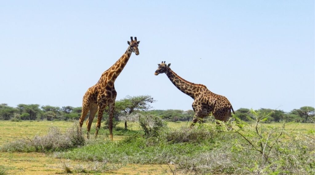 Giraffe