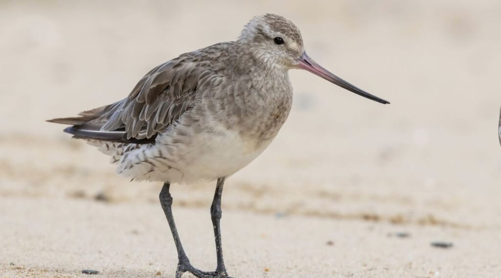 Bar-tailed godwit