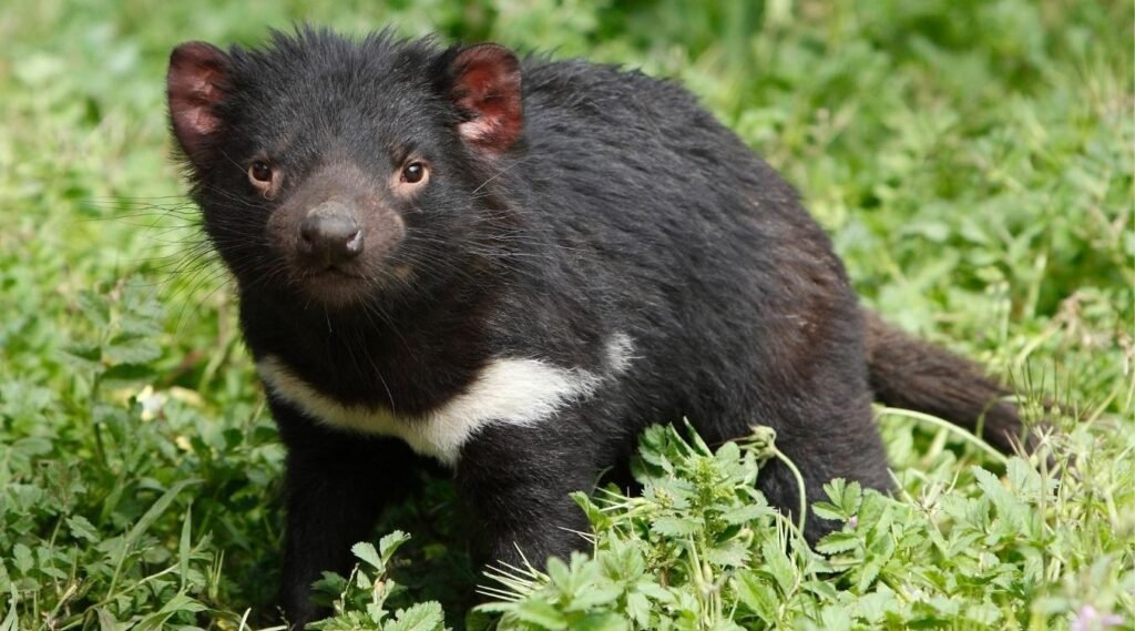 Tasmanian Devils