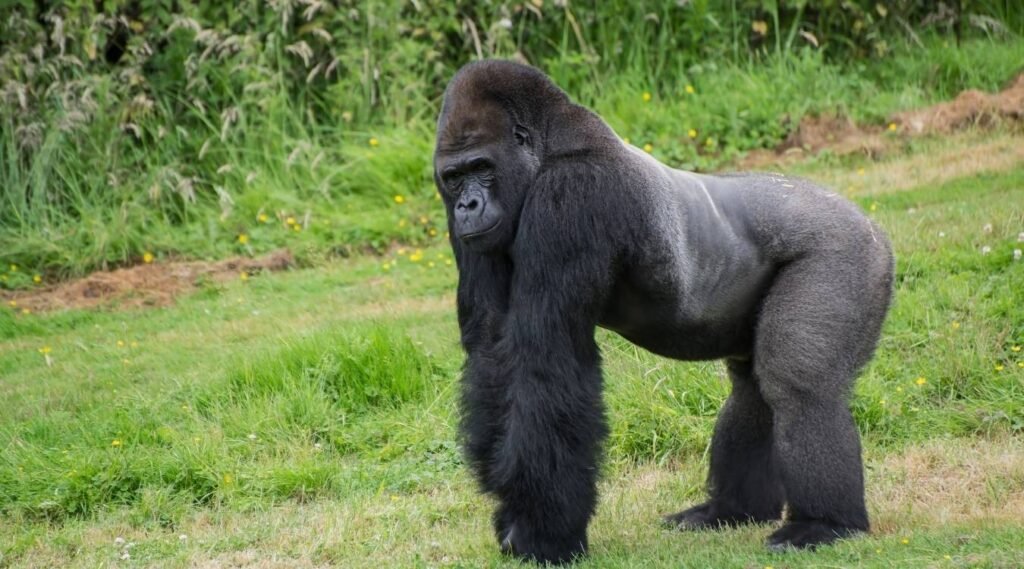 Gorilla