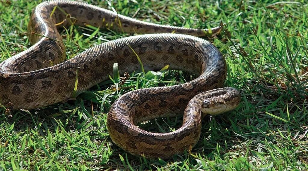 Anacondas
