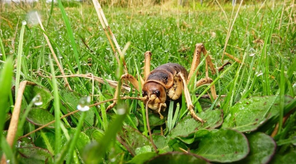 Giant Weta