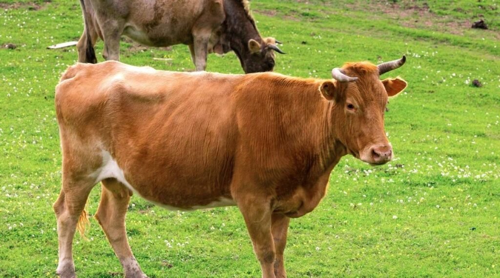 cow