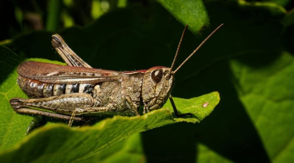 Locusts