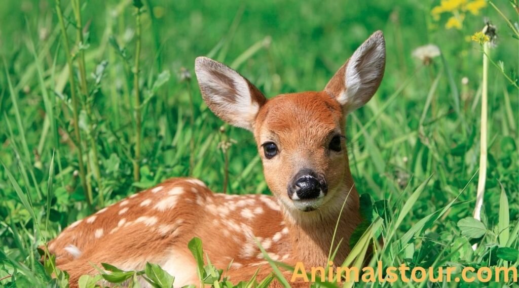 most docile animals in the world