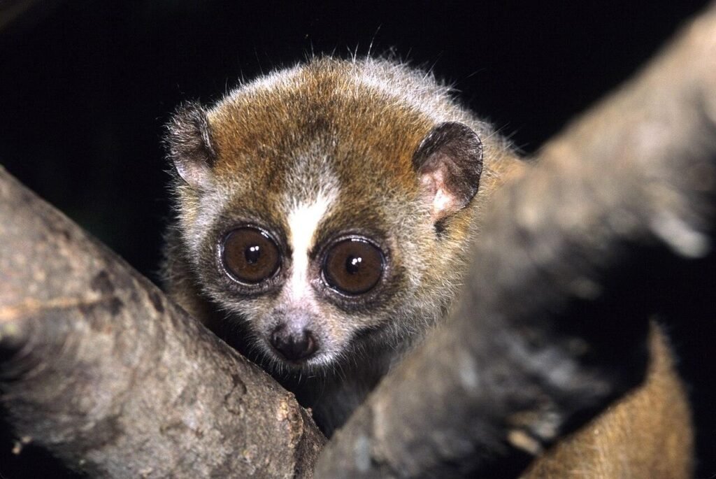 animals with big eyes