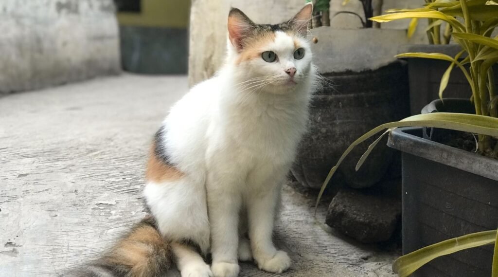 cats