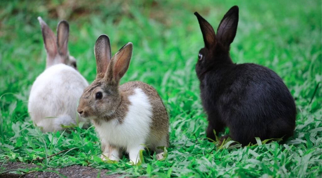 chill animals
