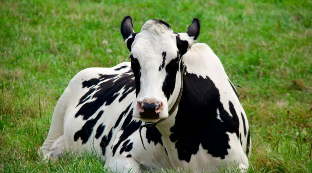 Cows