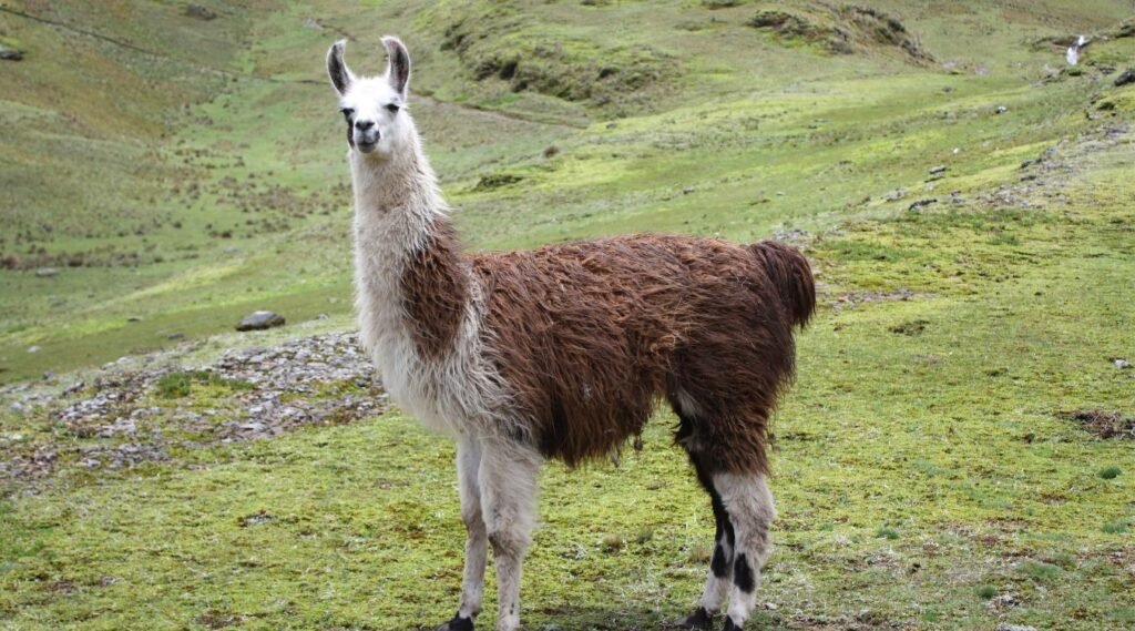 most docile animals in the world