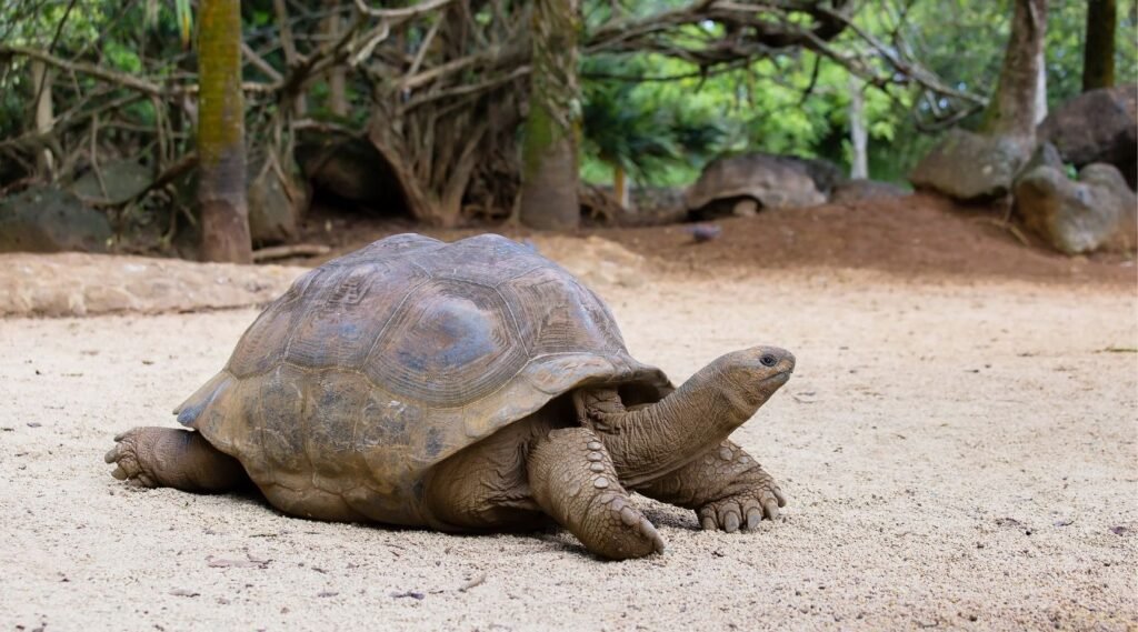Giant tortoise