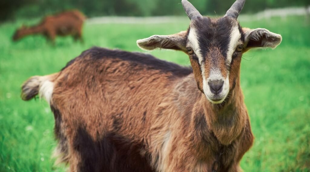 Domestic Goat